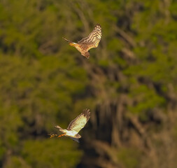 Grey Male and brown female Northern Harriers - Circus hudsonius - flying together in Florida performing mating ritual of tossing a frog mid air while flying.  They will catch it and toss it back 