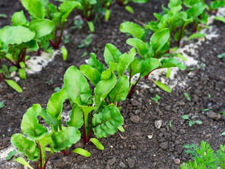 Young beets growing in a vegetable garden