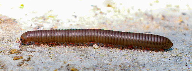Close up macro of American giant millipede - Narceus americanus - crossing dirt road.  an arthropod native to eastern part of north america.