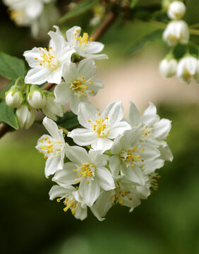 The Deutzia vilmorinae, shrub up to 2 m tall, hydrangea family. The flowers are white. Blooms in June. Brown bark.