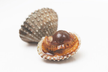 Cockle clams isolated white background.