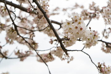 満開の桜を見上げる