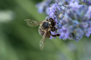 macro d'abeille butinant