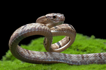 Fototapeta premium Dog-toothed Cat Snake in attack position