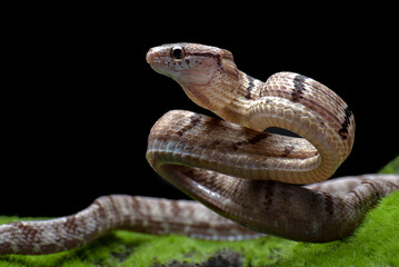 Dog-toothed Cat Snake in attack position