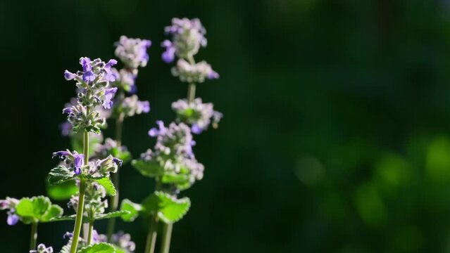 Nepeta cataria flowers. Beautiful catswort flower in wildlife. Violet wildflowers catmint on meadow. Close-up Catnip flowers field in summer sunny day, soft selective focus slow motion