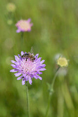 A honey bee (Apis mellifera) collects pollen on a field scabious (Knautia arvensis).