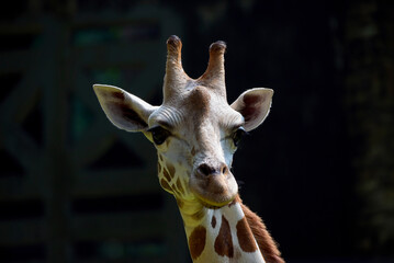 Portrait of a young giraffe in their environment