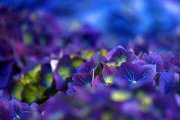 Abstract image of hydrangea flowers background