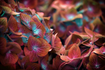 Fototapeta na wymiar Abstract image of hydrangea flowers background