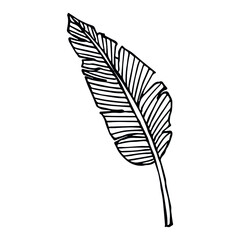 Simple tropical leaf illustration. Hand drawn vector banana leaf clipart. Botanical doodle for print, web, design, decor, logo.