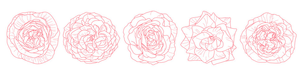 Rose flowers outlines art set in top view shot vectors illustration
