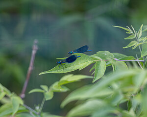 Calopteryx virgo