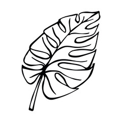 Simple tropical leaf illustration. Hand drawn vector monstera leaf clipart. Botanical doodle for print, web, design, decor, logo.