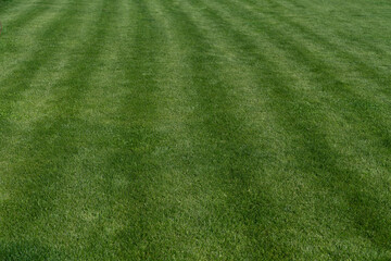 Green grass lawn field