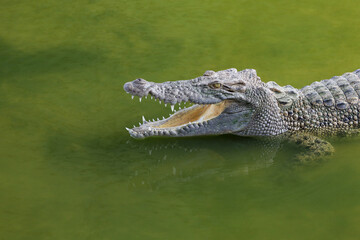 The salt crocodile swimming on the river near canal