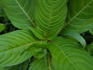 close up of leaf