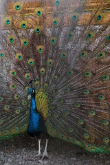 Fototapeta premium peacock, bird, feathers, animal, feather, blue, tail, nature, green, wildlife, colorful, beautiful, beauty, color, beak, peafowl, pattern, display, zoo, pride, plumage, head, mating, eye