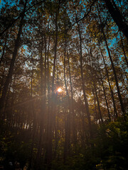 Obraz premium morning in the forest