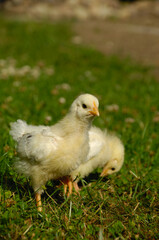 Two baby chicks on green grass