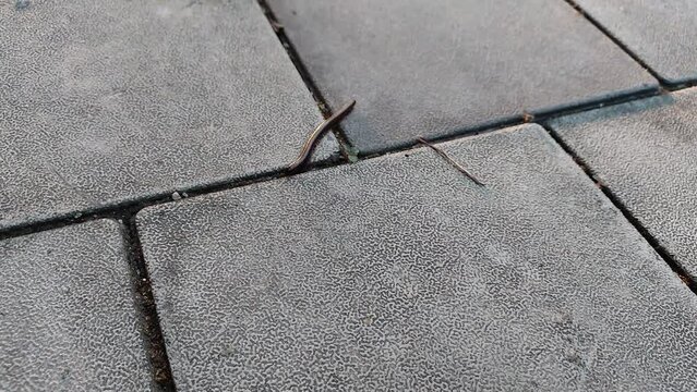 India house centipede walking out door