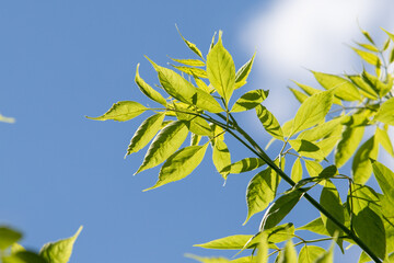 green leaves of trees close-up against the blue sky
