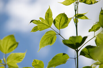 Fototapeta na wymiar green leaves of trees close-up against the blue sky