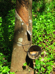 Pará rubber tree,Hevea brasiliensis, the Pará rubber tree, sharinga tree, seringueira, or most commonly, rubber tree or rubber plant.