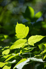 Fototapeta na wymiar green leaves under the sun