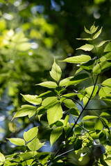 green leaves under the sun