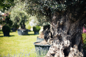 Old olive tree