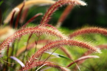 beautiful Pennisetum Feather(Fountain Grass,Pennisetum Setaceum),close-up of colorful grasses growing in the field 