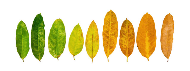 Different colors of leaves plants on white background that indicate stage of life. Concept of...