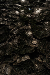 Bark pattern is seamless texture from tree. Oak wood background. Old trunk pattern. Dry log material cracked surface. Abstract rustic hardwood timber.