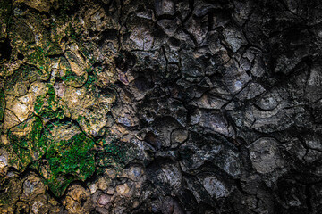 Bark pattern is seamless texture from tree. Oak wood background. Old trunk pattern. Dry log material cracked surface. Abstract rustic hardwood timber.