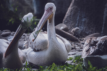 White pelican in zoo (Pelecanus onocrotalus). Great water bird Pelican - Pelecanus. Close-up of a pelican's head, with a large beak. Wild bird.