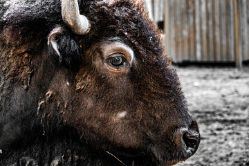 Portrait of bisons at an animal. A black head bull with big horns on the spanish bullring in zoo.
