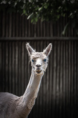 Obraz premium Close-up funny lama animal. Cute alpaca with blue eyes..