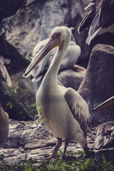 White pelican in zoo (Pelecanus onocrotalus). Great water bird Pelican - Pelecanus. Close-up of a pelican's head, with a large beak. Wild bird.