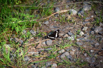 Black Butterfly