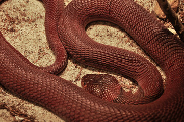 close up of a cobra snake