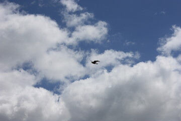 seagull in flight