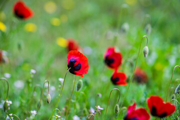 Close up of red poppy flower