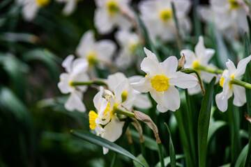 Fototapeta na wymiar The bud of daffodils flower