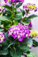 Purple hydrangea plant flowering in the garden