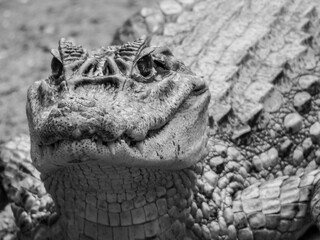 close up of a crocodile