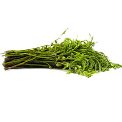 Green young shoots of acacia vegetables on white background. Spot focus.