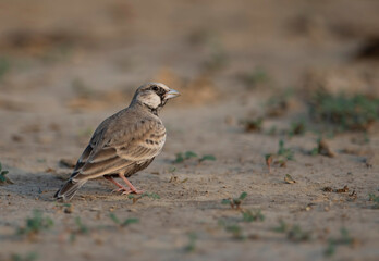 Ashy-crowned sparrow-lark 