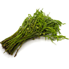 Green young shoots of acacia vegetables on white background. Spot focus.