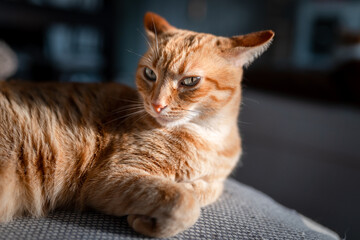 Brown tabby cat with green eyes close up